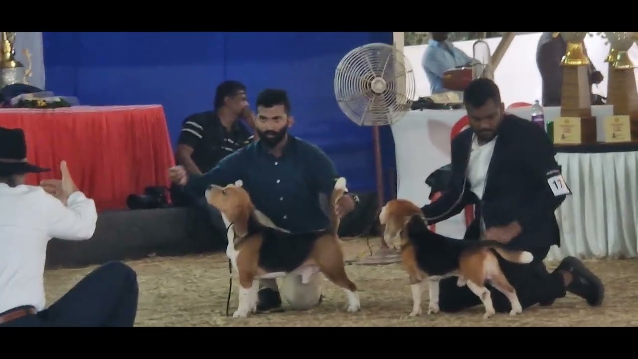 Beagle - Ring 1 Judged by Mr. Muneer Bin Jung | Palakkad dog Show2025