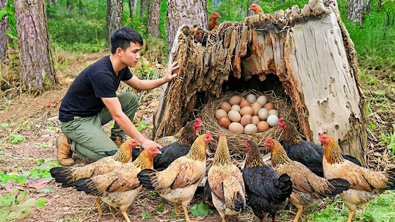 Catching Many Wild Jungle Chickens And Their Eggs In The Forest — Cooking And Building A Farm