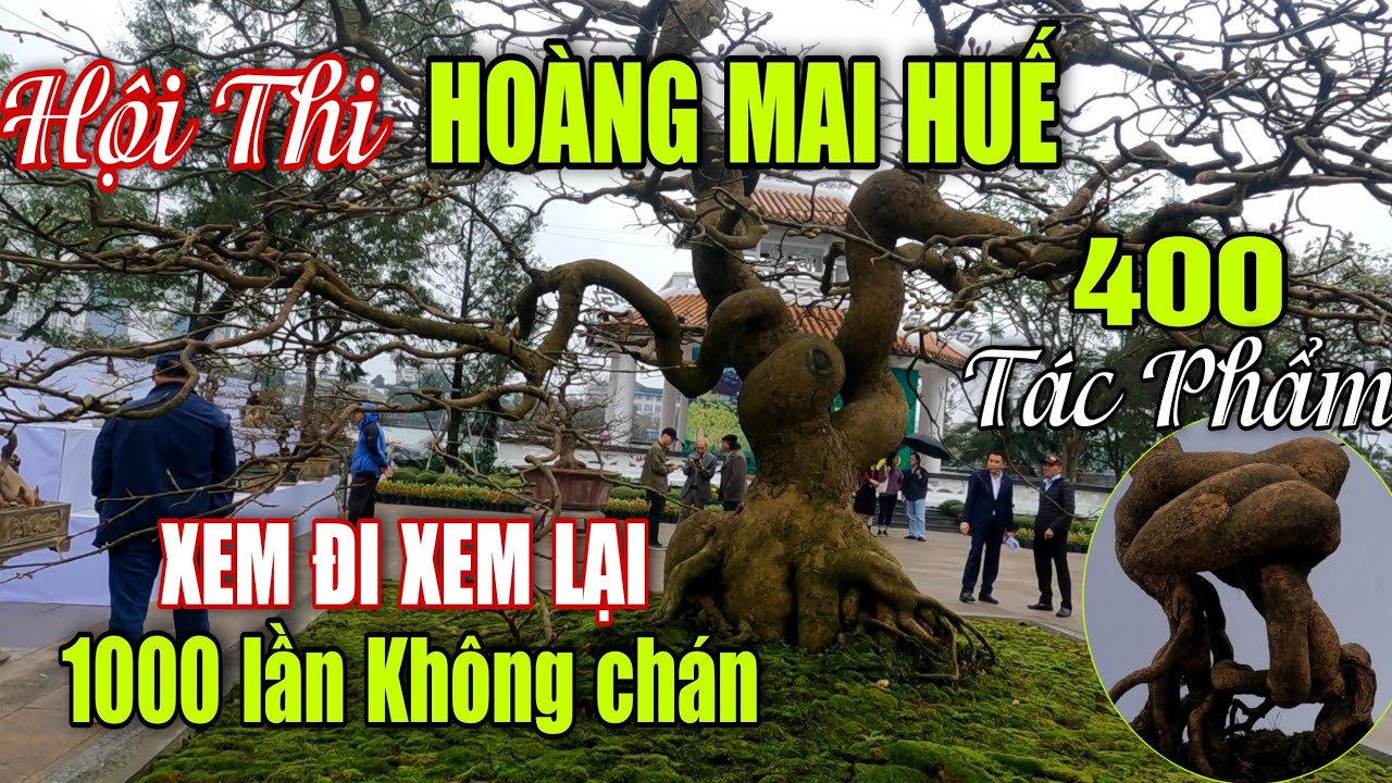 HOÀNG MAI HUẾ -400 Tác Phẩm XEM ĐI XEM LẠI 1000 Lần Không Biết Chán #522