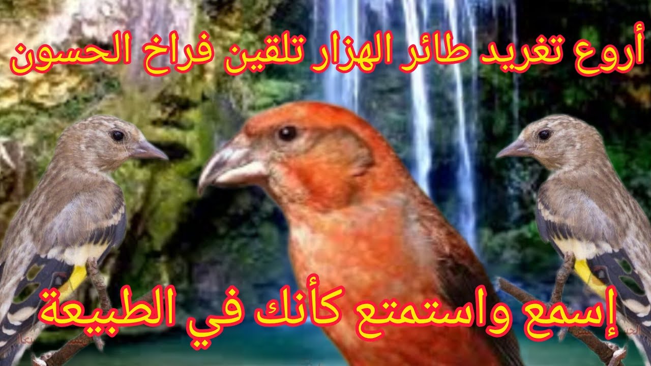 أروع تغريد طائر الهزار لتلقين فراخ طائر الحسون،إسمع نغمات الفلاق وخرير المياه كأنك في الطبيعة.