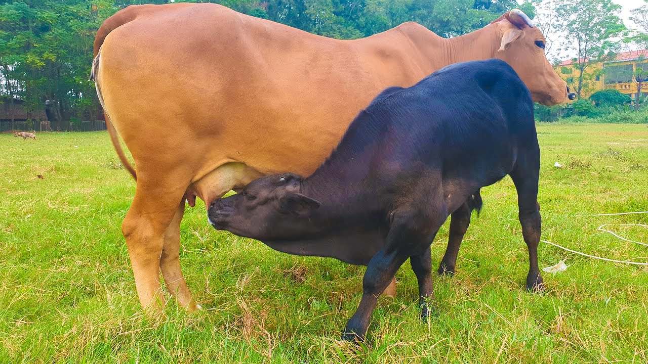 Cow Calf Drinking Milk, Cows On The Street, Cow Sound