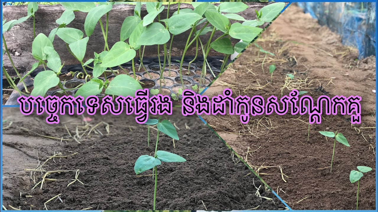 បច្ចេកទេសធ្វើរង និងដាំកូនសណ្ដែកគួ
