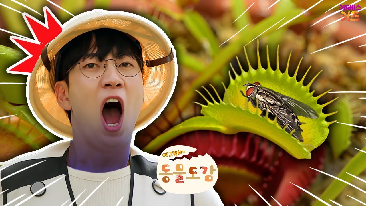 벌레를 잡아먹는 식물?ㅣ테라리움 만들기ㅣ에그박사의 동물 도감ㅣKBS 260120방송