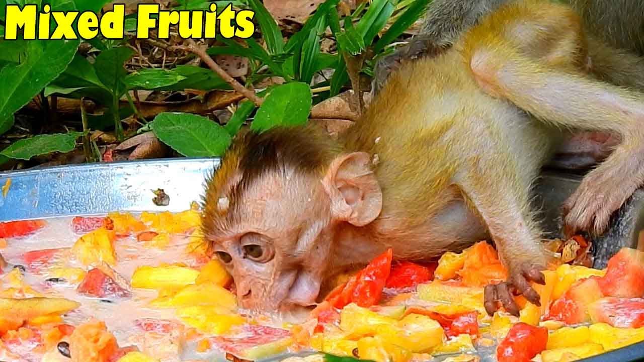 Mixed Fruit Mission & Success! Baby Elpida Monkey Could Eat Freely On The Big Tray Of Fruits.
