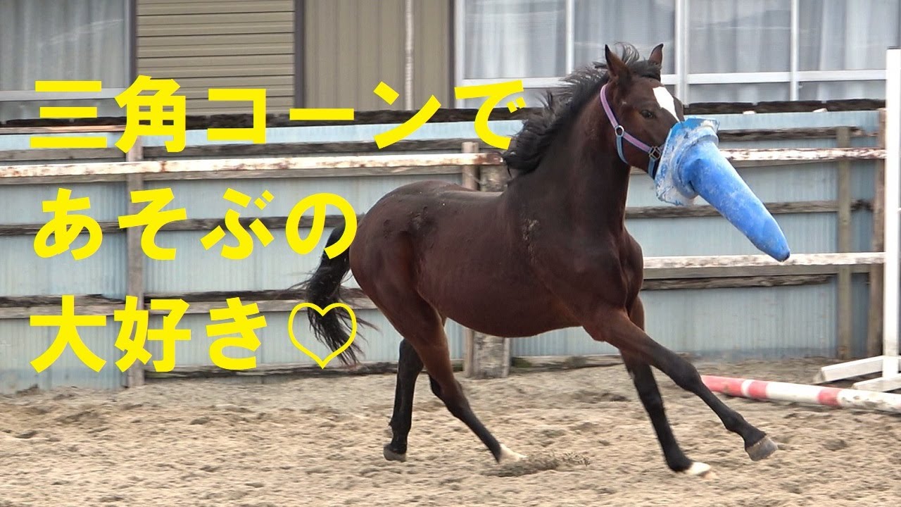 【馬の放牧】ブルーは三角コーンで遊ぶのが好き