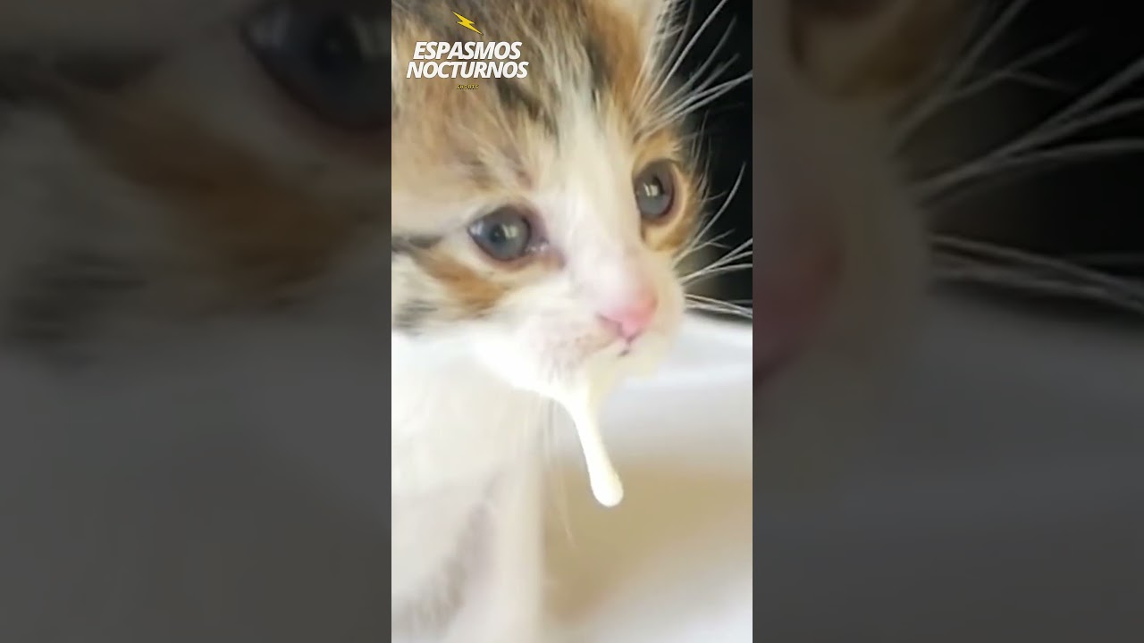 &iquest;La leche es buena o mala para los gatos? 🥛🐈#leche #gatos #michis