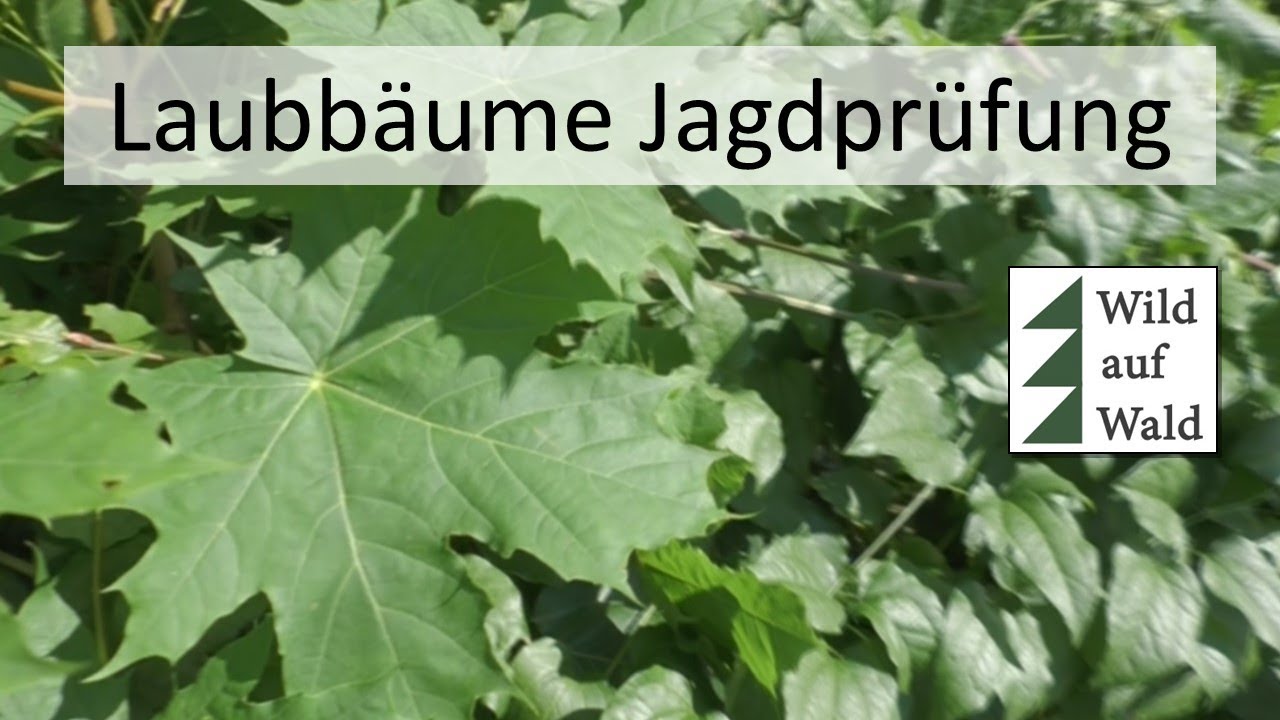 🦌Jagdprüfung WICHTIG: Laubbäume als Jäger erkennen. #wildaufwald