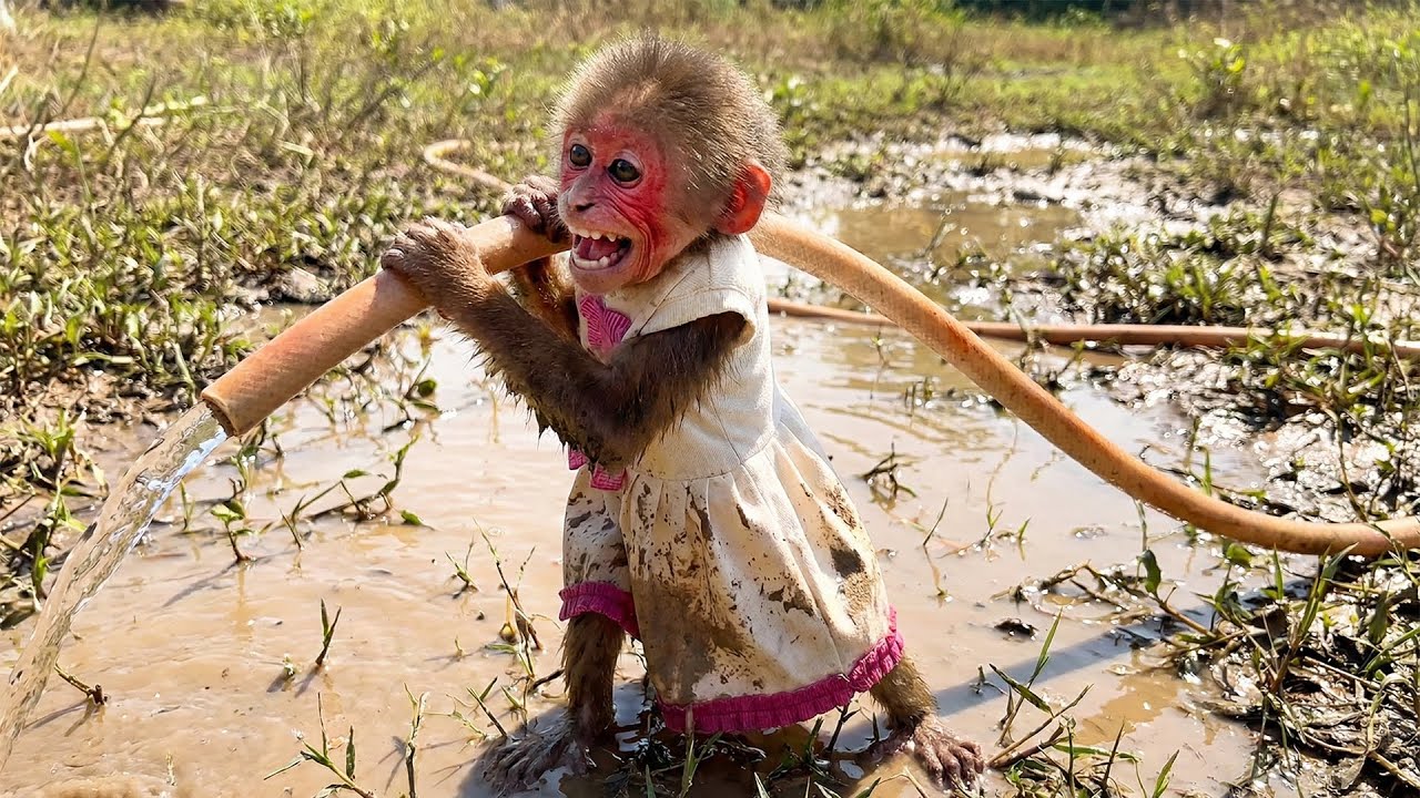 Monkey Moon Is Covered in Mud While Helping Dad Water the Plants