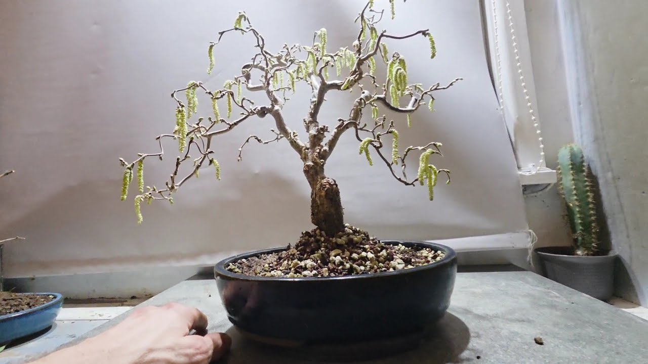 Corkscrew Hazel Bonsai Tree Journey From Nursery Stock