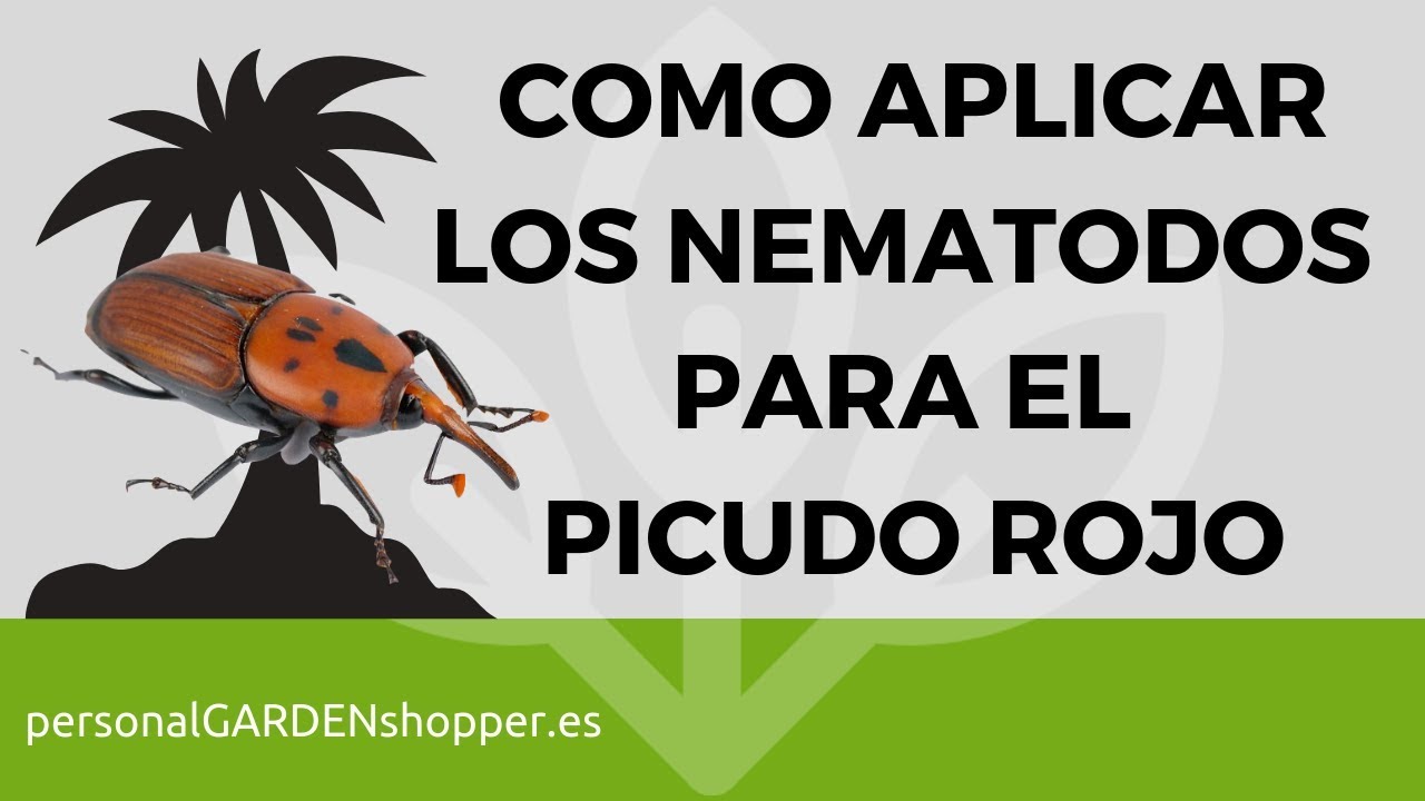 COMO APLICAR LOS NEMATODOS PARA EL PICUDO ROJO EN PALMERAS