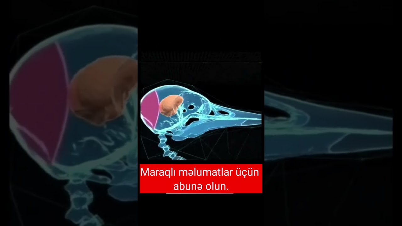 BUNU BİLİRDİNİZ? [MARAQLI MƏLUMATLAR]