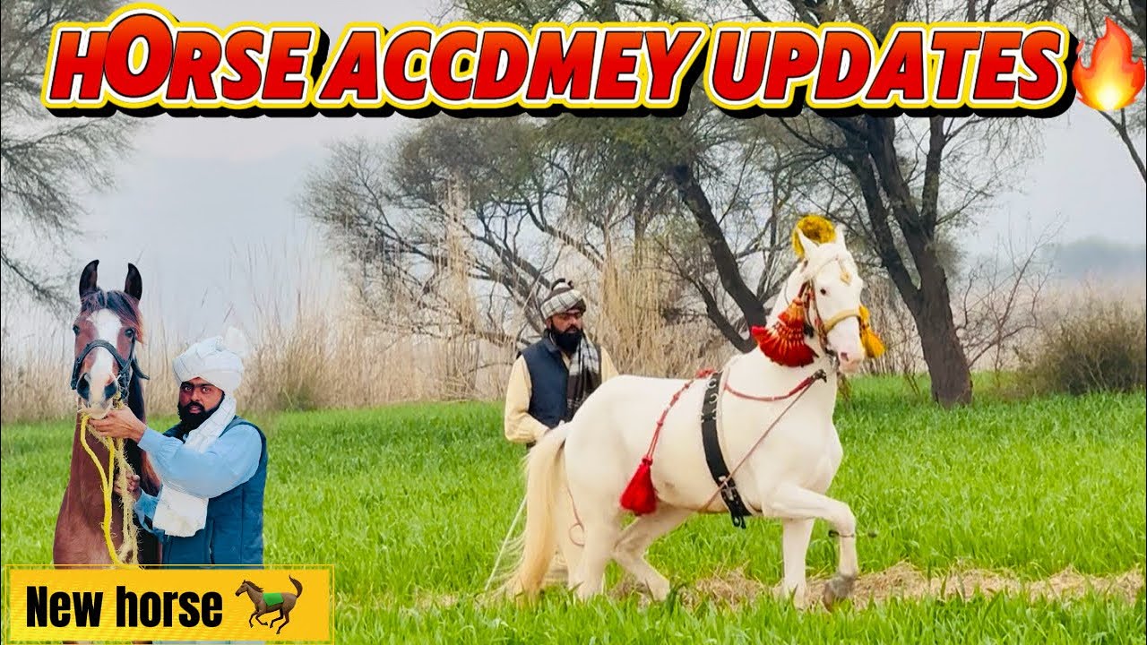New Horse in Accdmey🔥| Nawabzada trainning on peak❤️‍🔥| Vlogs Regular ho gaye🫡🙌