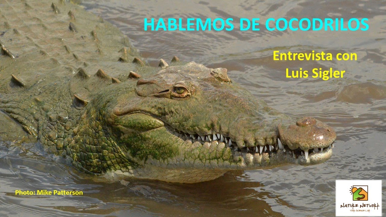Hablando de Cocodrilos con Luis Sigler
