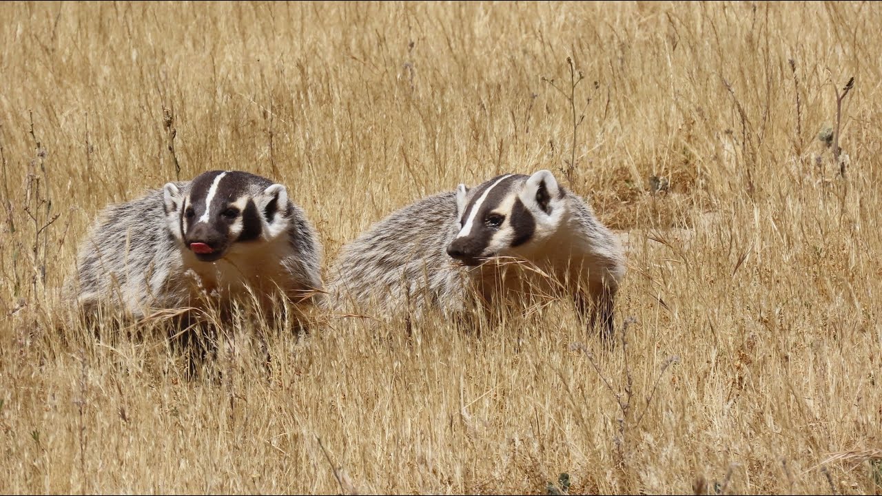 American Badger, Shandon, CA