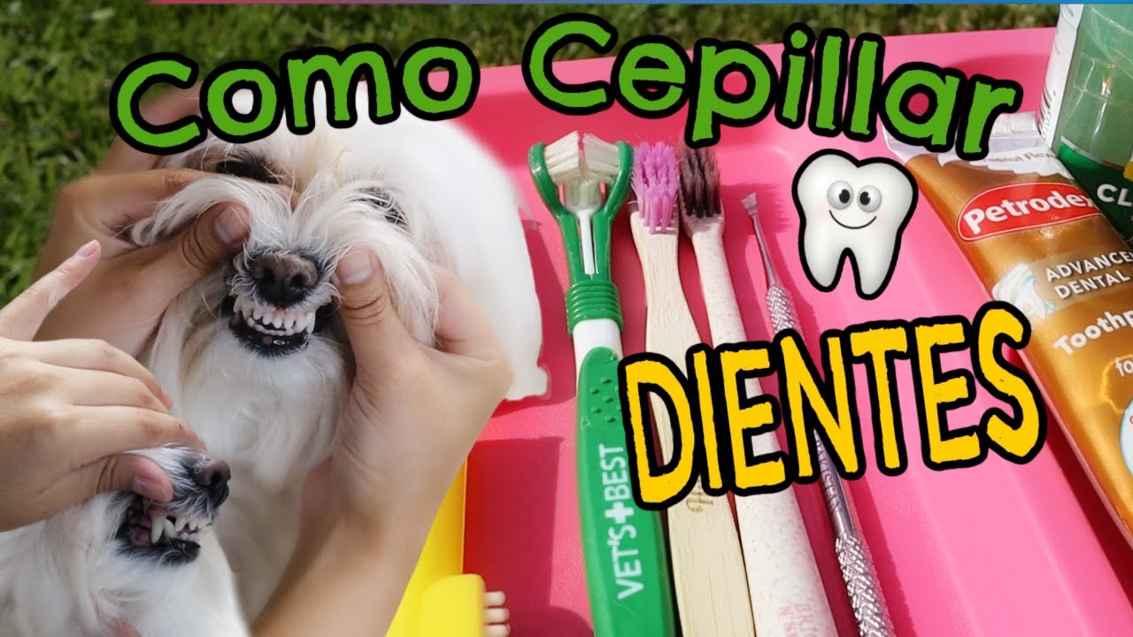 Como Cepillar Dientes a un Perro, desde cero, pastas dentales, cepillos, Coton de Tulear I Lorentix