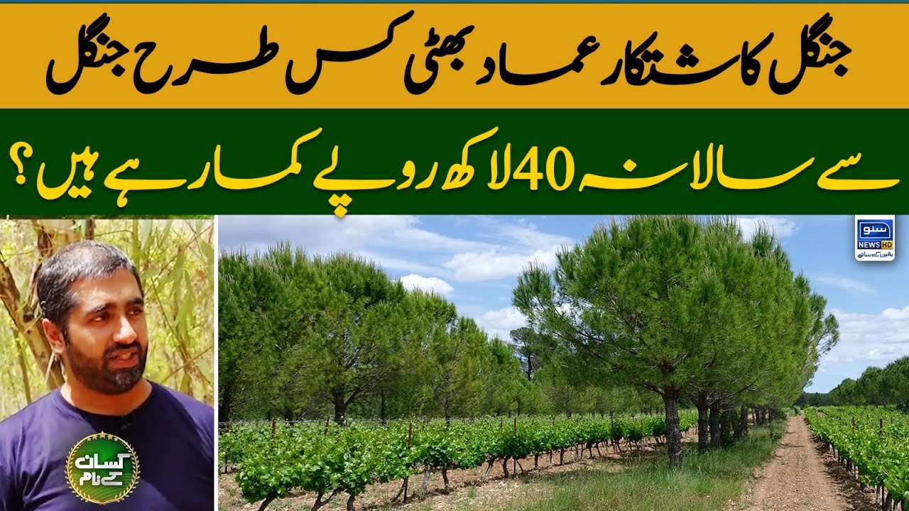 How Amar Bhatti is earning 40 lakhs from tree farming? | Complete model of timber business | EP 35