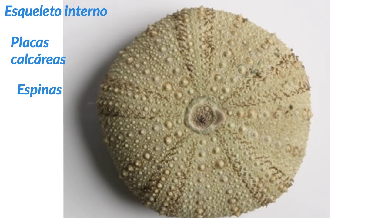 Invertebrados: moluscos y equinodermos - 1ESO