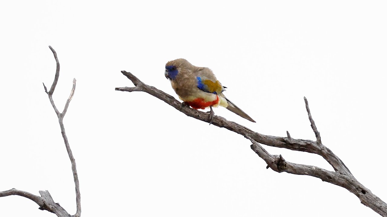 Australia Part 38: Birding Brookfield Conservaton Park. Trpt to Perth via  Anstey Hill, Oct 15 & 16