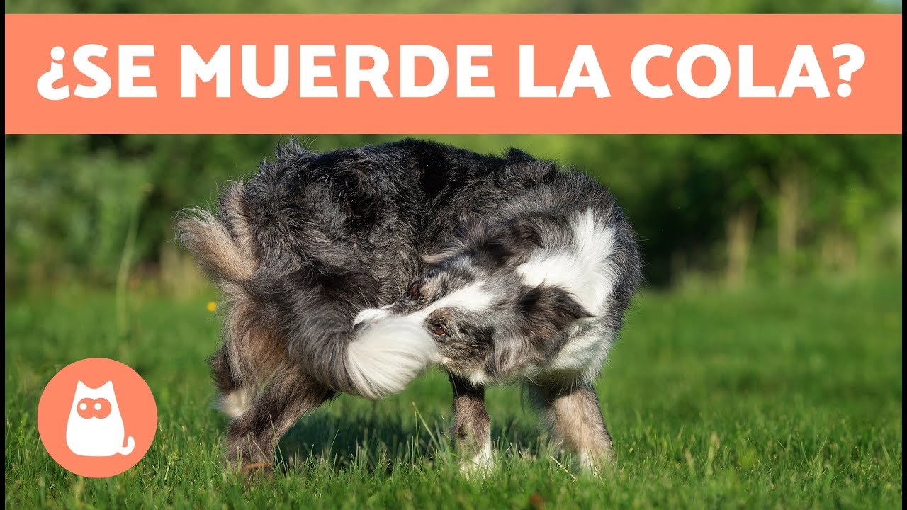 &iquest;Por qu&eacute; mi perro se muerde y persigue la cola?