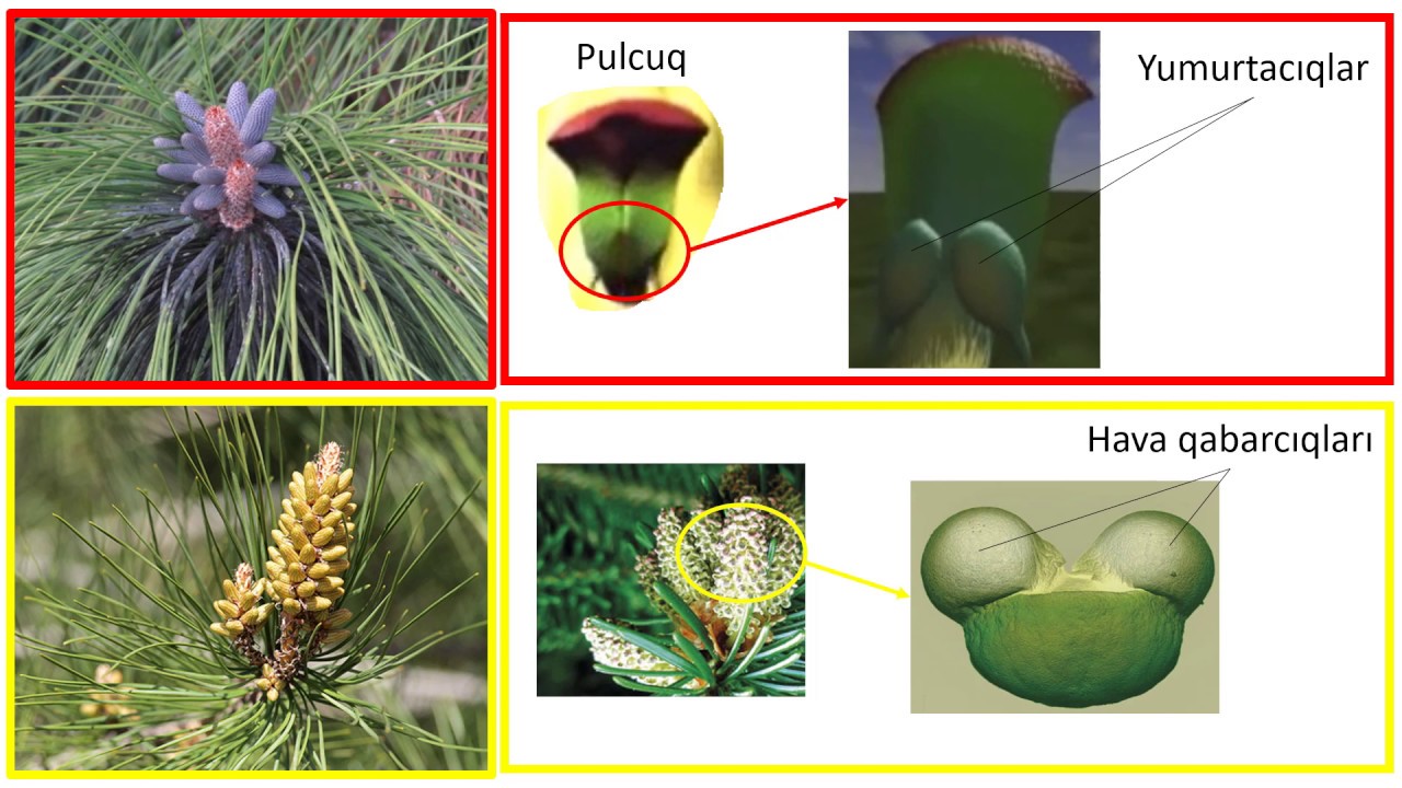 Biologiya 7-ci sinif 13. Çılpaqtoxumluların çoxalması və əhəmiyyəti