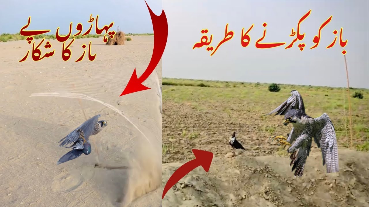 Baaz ka shikar / Baaz Ko Pakadny Ka Tarika ||  😍 shehr wech pend