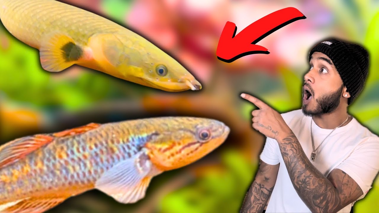 Snakehead Gudgeon and Ropefish in Community Aquarium UPDATE !