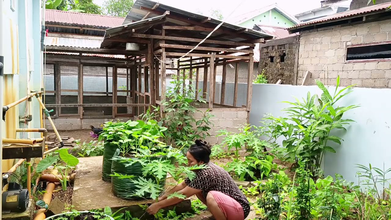 Kita manfaatkan tanaman kita juga buat pakan ayam kita