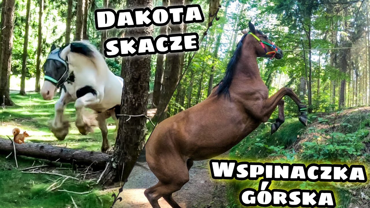 Szalony spacer z końmi