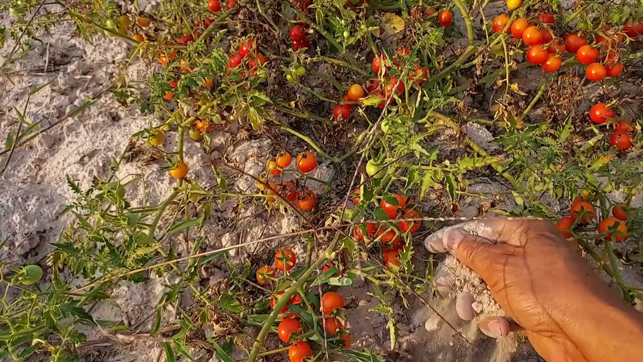 Developing drought resistant tomato.