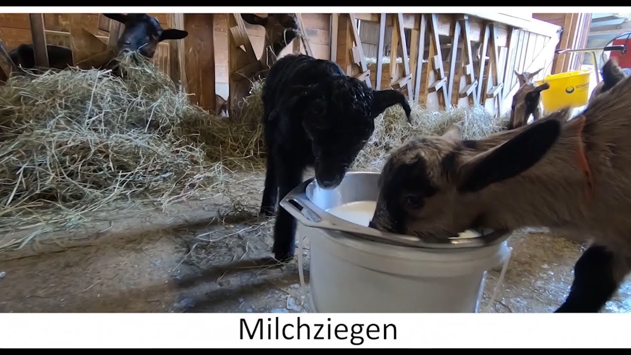 Informationsvideo Milchziegen