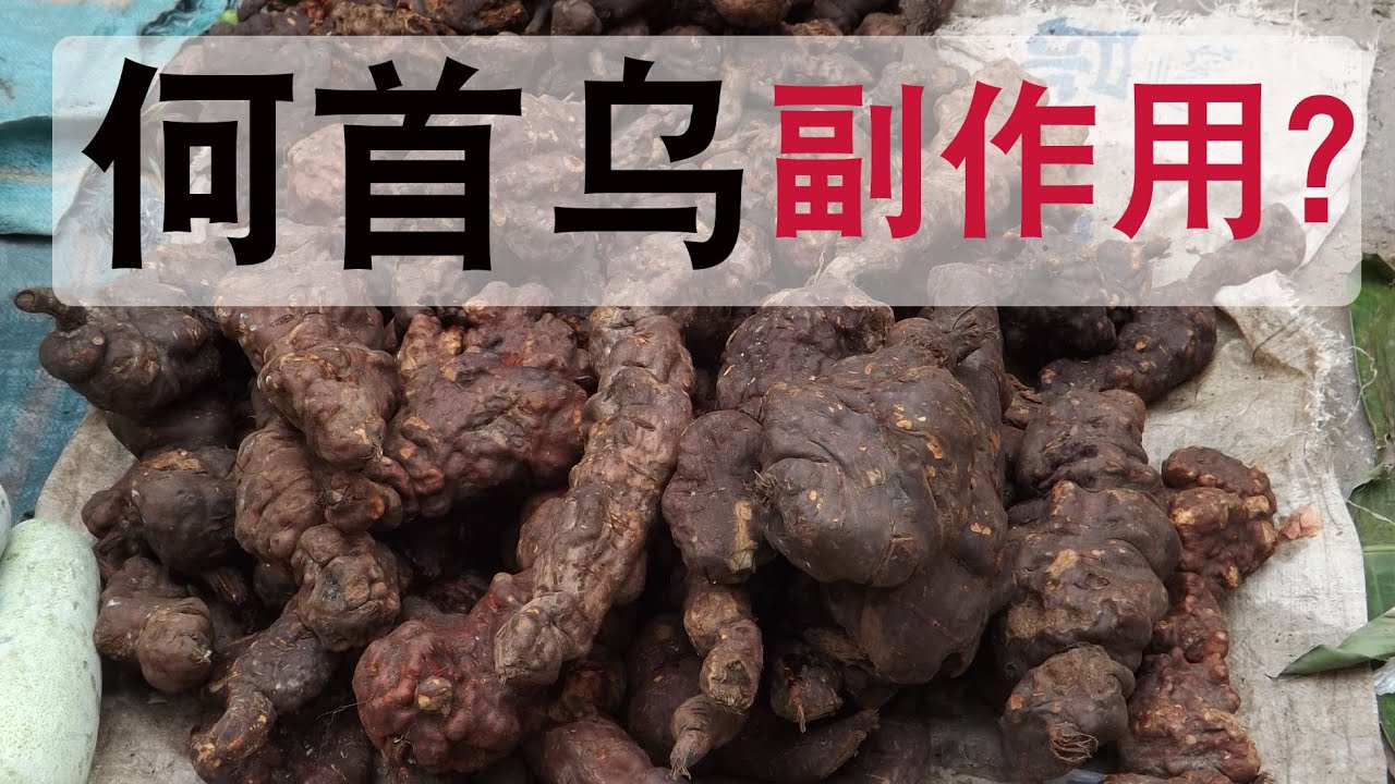 何首乌的功效和作用？何首乌的副作用？