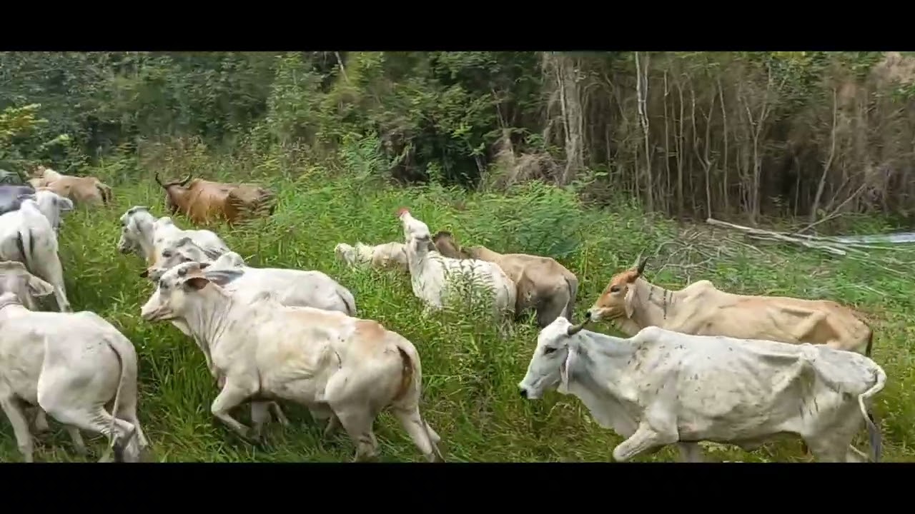 Passagem de Gado