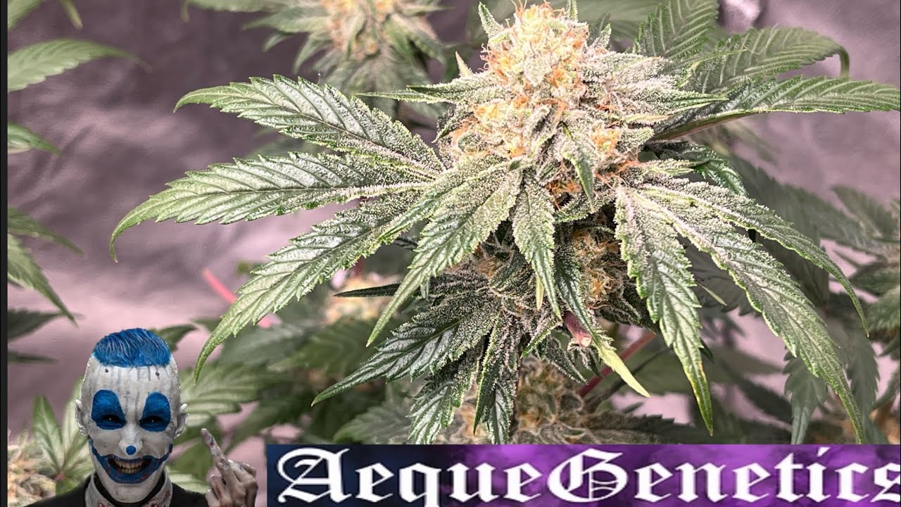 How to grow weed seed to harvest weekly update Aeque genetics organic indoor autoflowers #youtube
