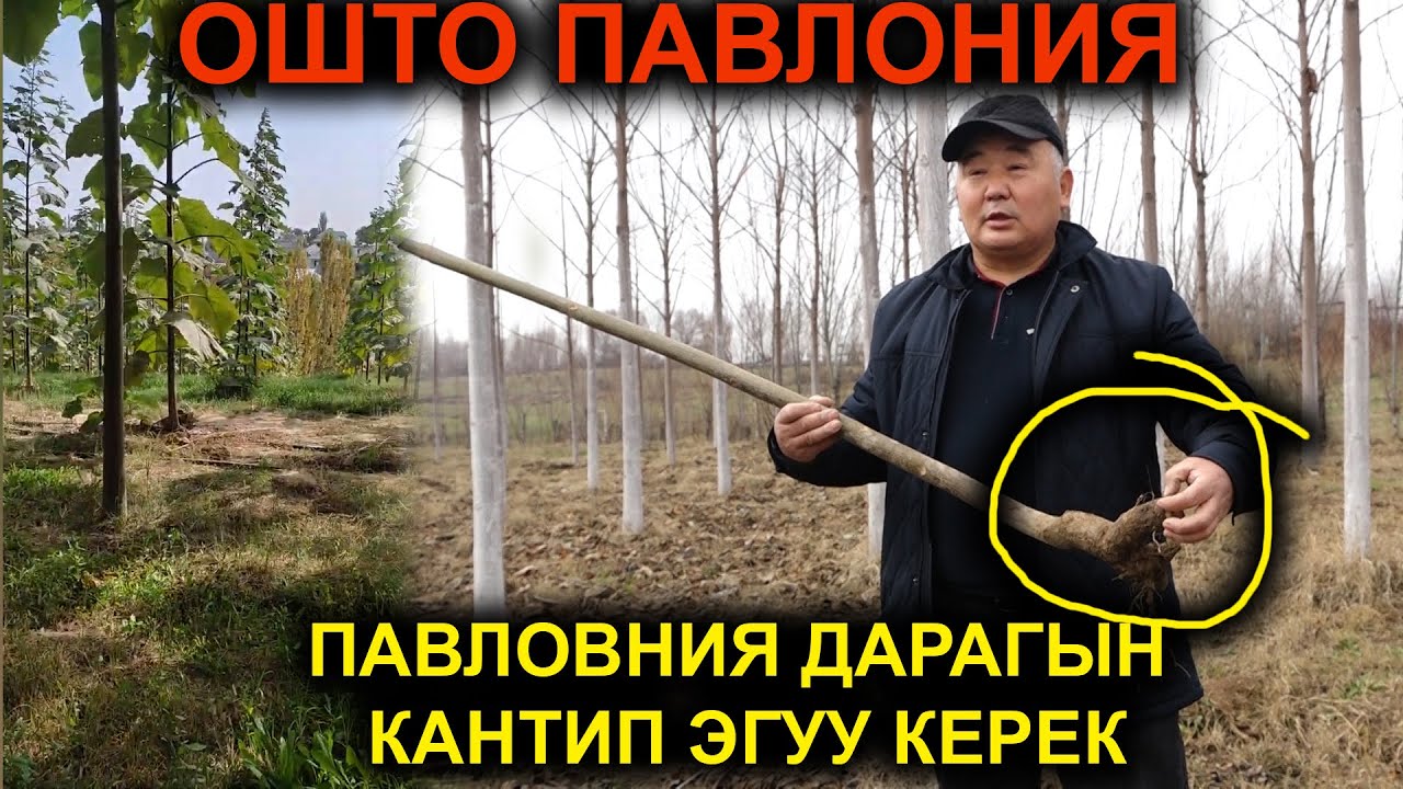 Ошто ПАВЛОНИЯ дарагын кантип эгуу керек |#Кыргызстан 24