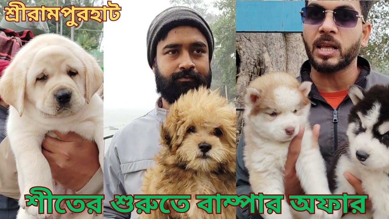 শ্রীরামপুর পেটস্ মার্কেট🙂kolkata Shirampur dog market🐕 puppies price#seramporepetmarket#puppy#pets 