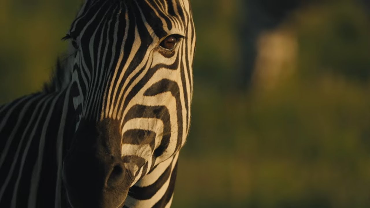 1 Hour of Beautiful Zebras 🦓 Relaxing Wildlife Video with Meditation Music