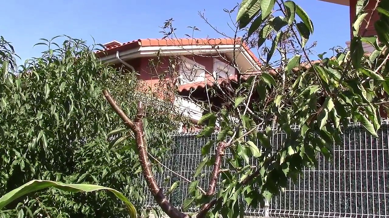 EN LA HUERTA (poda de formación, en un cerezo rojo)