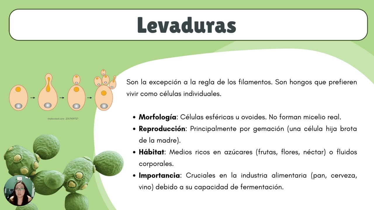 Los Hongos