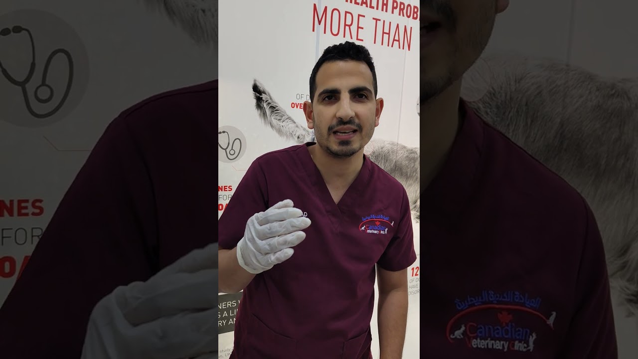 تعقيم القطط الذكور وأهم النصائح للمربين للعناية بعد العملية