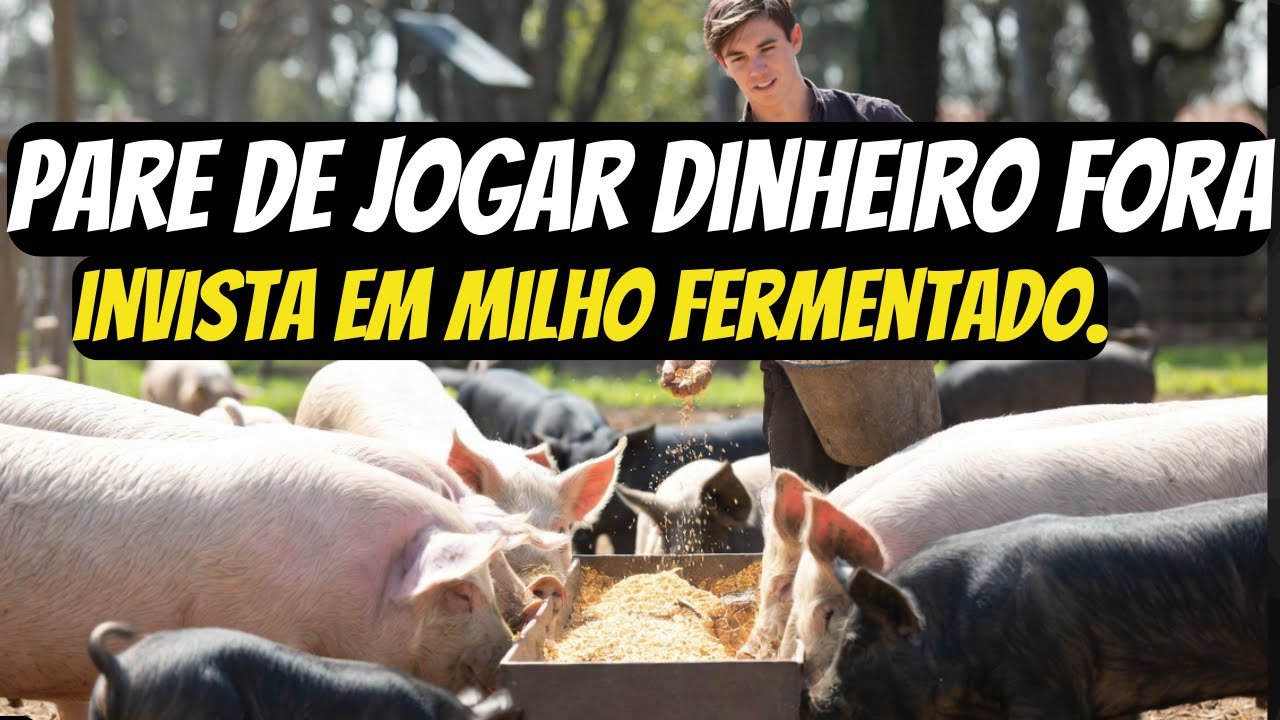🌽 Milho fermentado  por que engorda meus 5 porcos mais rápido e custa menos