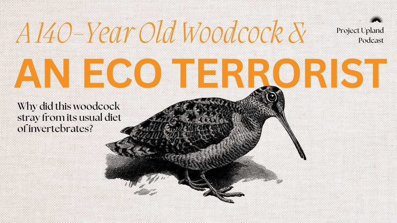 A 140-year-old Woodcock Exposed an Eco Terrorist - The Story of Invasive Worms in North America