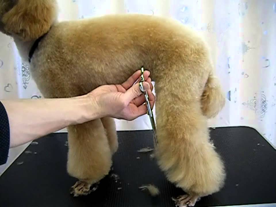 ワンtube #49 Dog Grooming