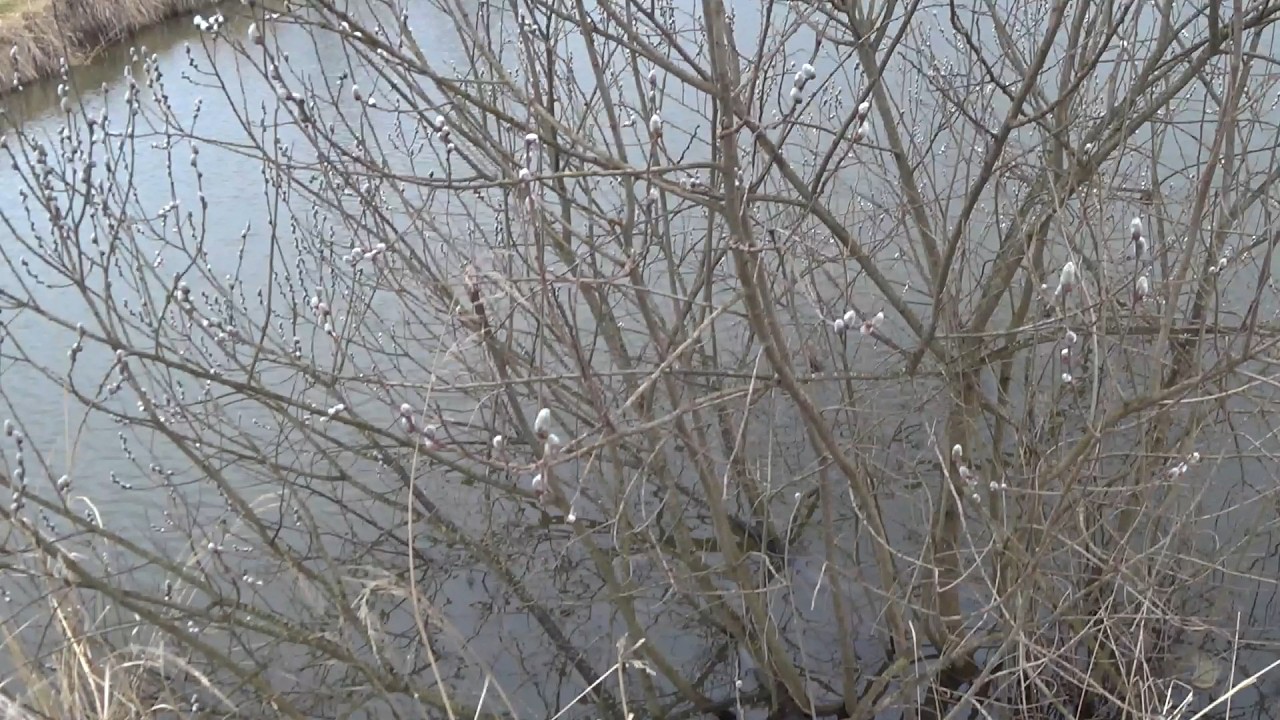 А кивок працює...