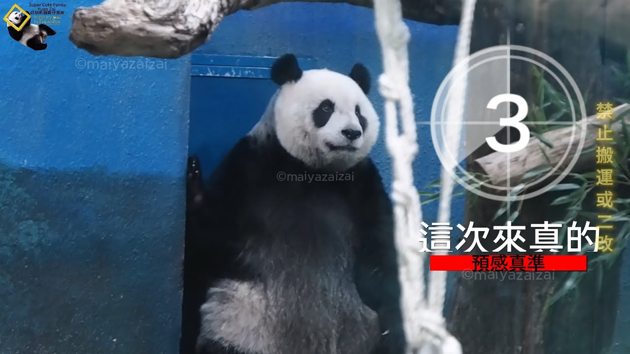 20241120 圓仔說：耶！上課了~衝啊衝啊! 上進好學的優等生還不想下課，連保育員姊姊都忍不住偷笑了  The Giant Panda Yuan Zai