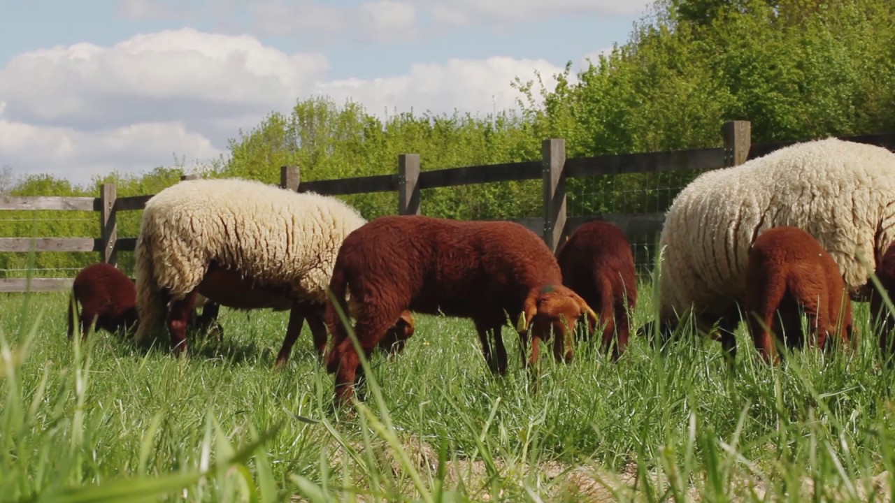 ECOPATURAGE CHEZ EDELWEISS