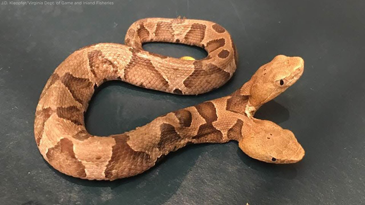 2 HEADED COPPERHEAD FOUND IN THE WILD!!!!!!!!!