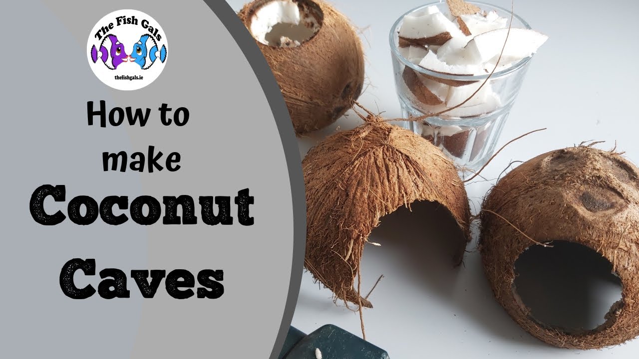 How To Make Coconut Caves for Fish Tanks- DIY Cheap Fish Caves