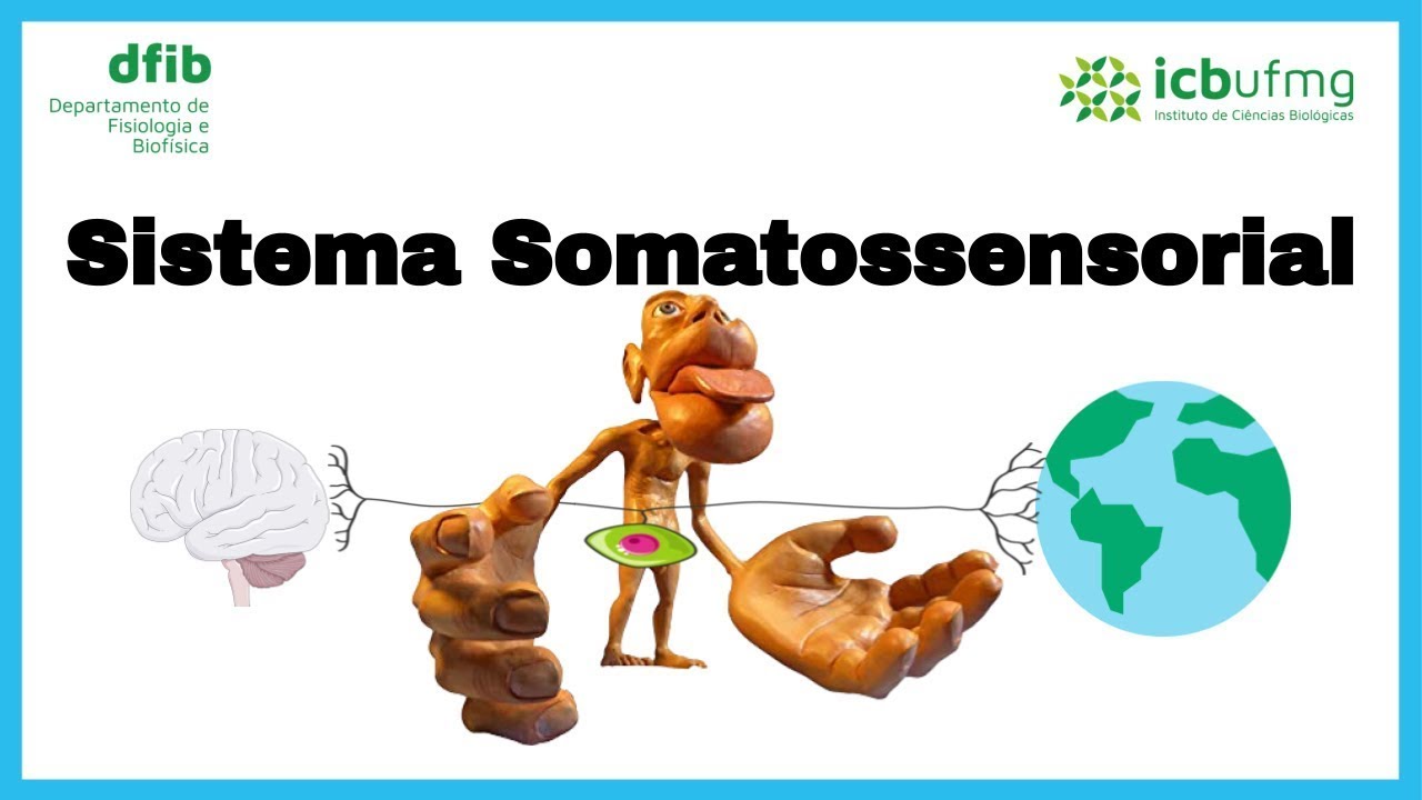 Sistema somatossensorial