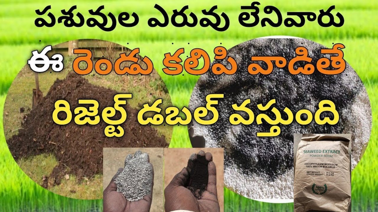 పశువుల ఎరువు దొరకని వారికి ఇది ఒక వరం లాంటిది | seaweed extract | #savemoney | BB agriculture telugu