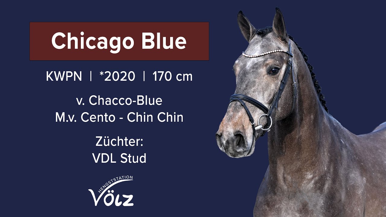 Chicago Blue (Chacco Blue/Cento/Chin Chin)